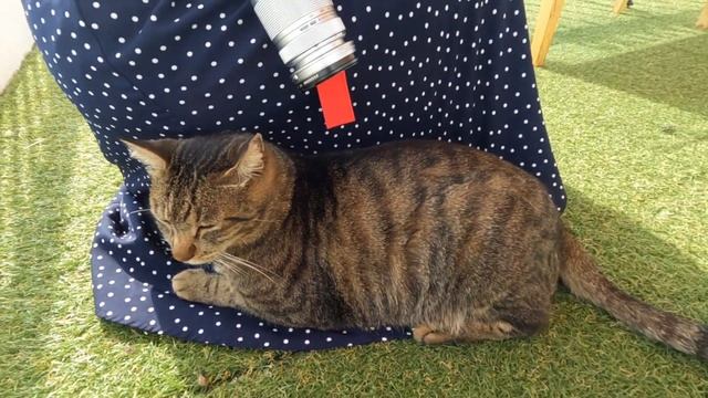 【軽バン車中泊】海辺の公園でカレー食べてのんびり過ごす日。 смотреть онлайн