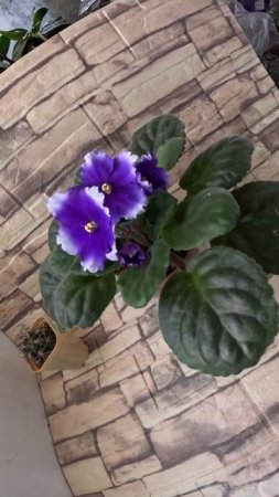 Фиалка ПТ Полярная Ночь октябрь 24 #фиалкацветёт #цветы #plants #violet #фиалка