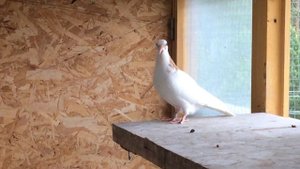 Гривун ( неберун) и его потомство.