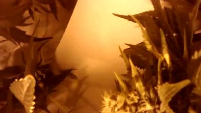 70 Watt Hps Grow- Week 4 flowering смотреть онлайн