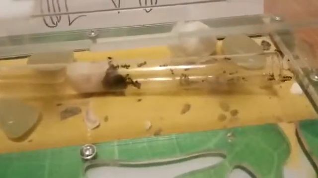 Муравьиная ферма от BIACK ANT ! Обзор .1 серия смотреть онлайн