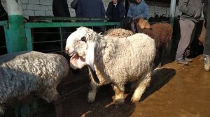 Гусфанд пародаш Ангус Ёки Гусфанди Афгони / #Shorts