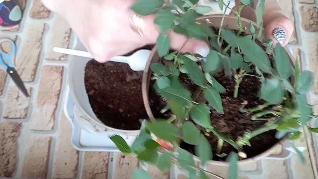 Комнатные розы🙀 Мучнистая роса😿 Лечим любимые цветы🥰 смотреть онлайн