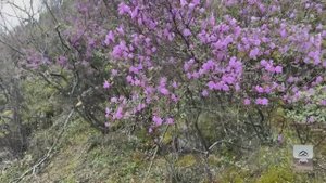 Весна в Горном Алтае 2024. Перевалы Семинский, Чеке-Таман, Кату-Ярык. Цветение Маральник. Часть 2.