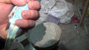 Волнистые попугаи.