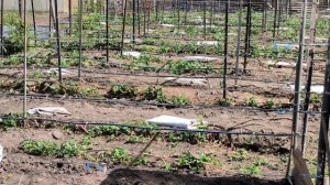 Первые работы на винограднике 2023