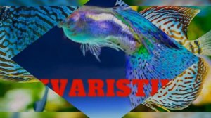 Aqua Tera pepinojoe 🦐🐬🦐