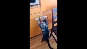 смешные котики #3