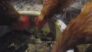 Угли и зола для кур