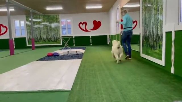 выпускник питомника ТИМЕРТАШ ЕСЕНДАРын ВИВЫ и ШИКА  www.timertash.ru +79048881825 viber whatsapp