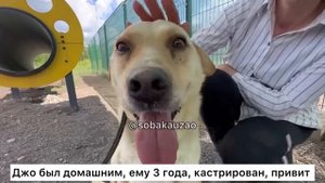 Лабрадор Джо попал в приют «Щербинка» хозяева его выбросили на трассе. Проект Собака ЮЗАО