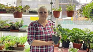 Ищу лучший способ укоренения Тунбергии.