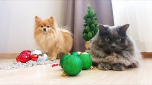 Бася Шпиц и Рыся наряжают ёлку!