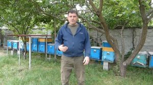 Как предотвратить роение пчелосемей у себя на пасеке