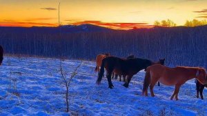 Башкирская лошадь