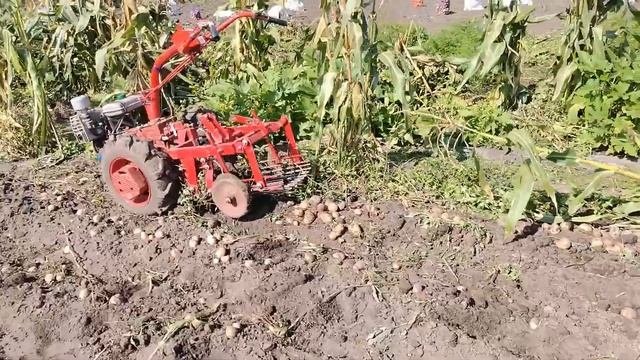 Картофель 2021, финальный результат