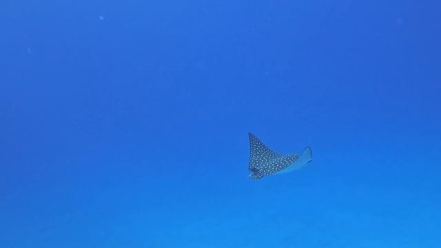 Best Dive of 2024 ? Eagle Rays, Shark, Turtle, Eels - Macabuca, Cayman Islands 2024