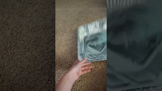 Kitten Haul | Kitten Essentials | Target, Amazon, & Dollar Tree смотреть онлайн