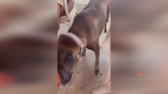 Ксения Бородина кормит собаку в Таиланде!