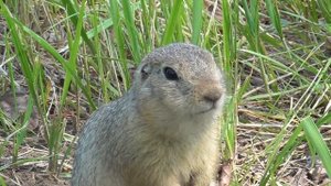 Суслики в Красноярске