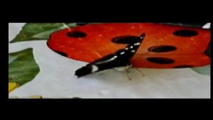 КАК ХОДИТ БАБОЧКА