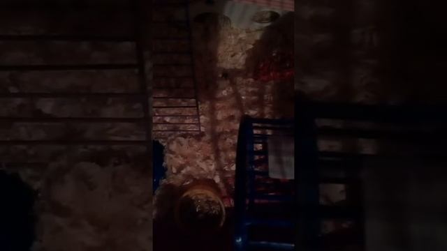 Что обязательно должно быть в клетке хомяка. Знакомьтесь мой хомяк Джери!!!