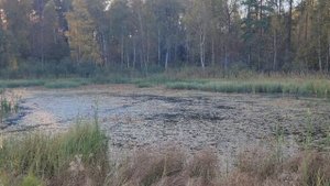 топ петард в болоте