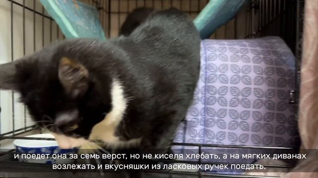 СЕВАРА смотреть онлайн