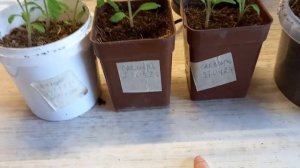 Объём горшка у томатов!25.04.23г.