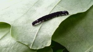 Гусеница листовёртка