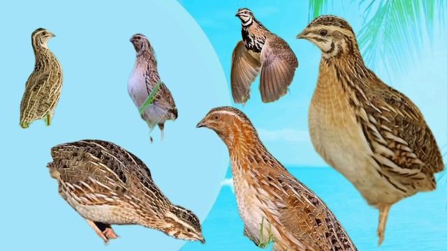 batair ki awaz quil sound Wheatley hunting sound گندم کی موسم والی بٹیروں کی زبردست آواز