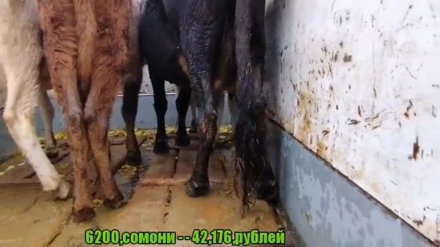 МОЛБОЗОРИ ХУЛБУК НАРХИ ГУСАЛА БУКАЧА ГАНАЧИН ГОВИ ШИРТЕ БУКА ДАР БОРОНИ 13 ноября 2020 г.