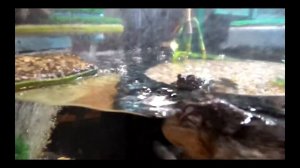 Напор 2217 эхейм