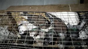 26.01.2025г Ярмарка г Тула ч. 2