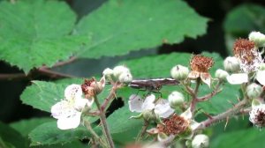 BRITISH BUTTERFLIES - Common species at NWT Foxley Wood