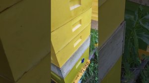 Изоляция маток БАКФАСТ, часть 3. Все семьи залились медом!!! Решили качнуть.