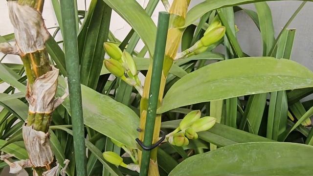 1D.Орхидея Дендробиум. Эффектная,нежная,ароматная.Dendrobium orchid. Glamorous, delicate, fragrant.