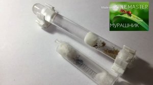 Lasius alienus (обзор) моя коллекция