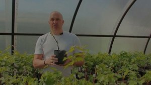 Гибель саженцев - причины и проблемы.