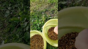 лечение и профилактика голубей