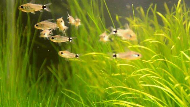 Cliff&c.hastatus&shrimp смотреть онлайн