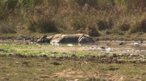 Mud Pond, Chitwan, Nepal. Грязевая лужа, Читван, Непал (2238sp)