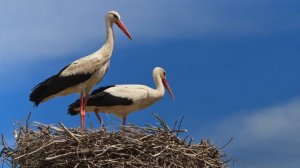 The sound of a white stork