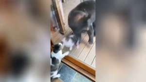 Кот прогнал медведя