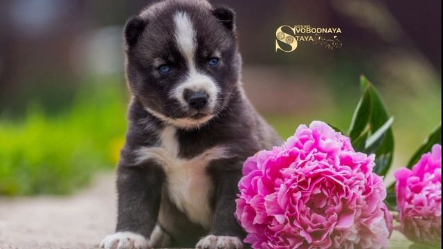 📞+7 916 505-78-42 Продаются щенки 🐶 Сибирский хаски. Питомник "СВОБОДНАЯ СТАЯ" 📍Москва