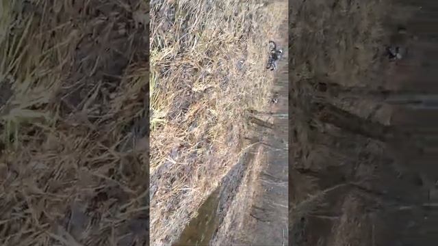 Spark sp200 d-26;Loncin 200;Sky bike 200 смотреть онлайн