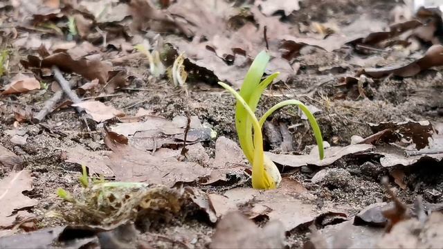За три дня до зимы смотреть онлайн