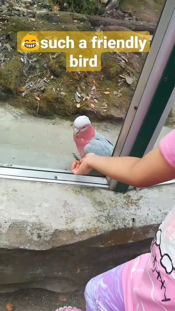 a cockatoo plays with my sis through the glass cockatoo rosette cockatoo
