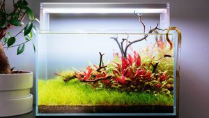 Альтернантера мини - Alternanthera reineckii Mini