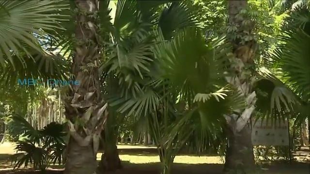 Weekend Thrill - Le Jardin de Pamplemousse смотреть онлайн